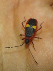 Dysdercus albofasciatus
