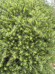 Acacia longifolia