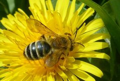 Andrena flavipes