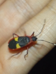 Dysdercus albofasciatus