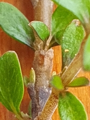 Coprosma depressa