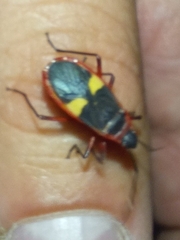 Dysdercus albofasciatus