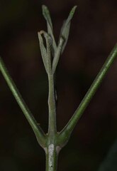 Melicope vitiflora