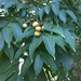 Wingleaf Soapberry - Photo (c) Weston Testo, some rights reserved (CC BY-NC), uploaded by Weston Testo