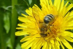 Andrena flavipes