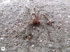 Asthenoctenus borellii