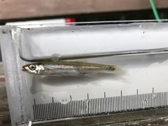 Notropis rubellus