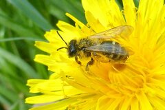 Andrena flavipes