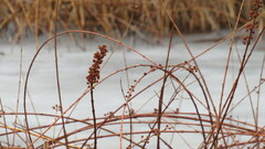 Decodon verticillatus