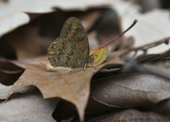 Cyllopsis dospassosi