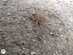 Asthenoctenus borellii