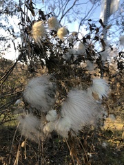 Clematis drummondii