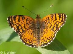 Phyciodes mylitta