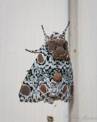 Harrisimemna trisignata