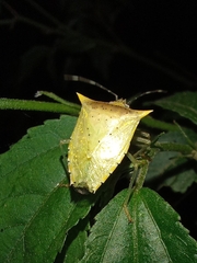 Arvelius albopunctatus