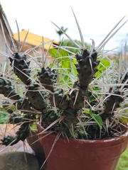 Tephrocactus