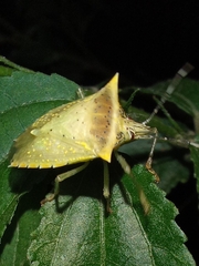 Arvelius albopunctatus