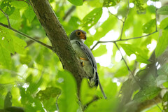 Micrastur ruficollis