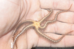 Ophiothrix