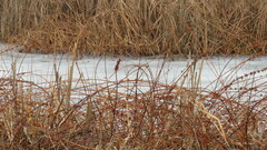 Decodon verticillatus