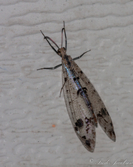 Dendroleon obsoletus