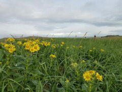 Senecio pseudoarnica