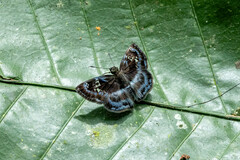 Riodinidae