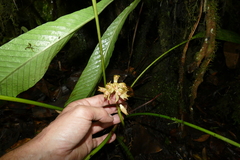 Xylobium elongatum