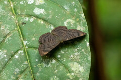 Riodinidae
