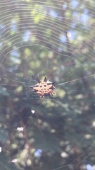 Gasteracantha