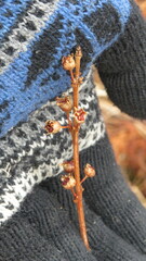 Decodon verticillatus