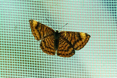 Riodinidae