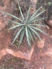 Yucca baccata