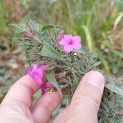Ruellia inundata