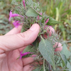 Ruellia inundata