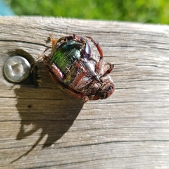 Anoplognathus olivieri