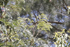 Acacia elata