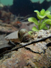 Planorbella trivolvis