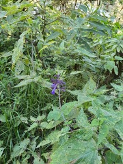 Salvia concolor