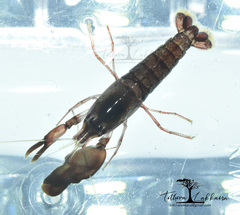Alpheidae