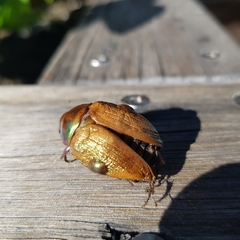 Anoplognathus olivieri