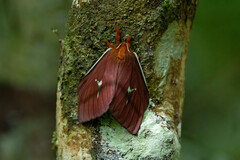 Cerodirphia roseamazonica