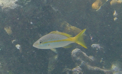 Ocyurus chrysurus