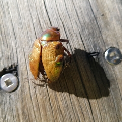 Anoplognathus olivieri