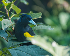 Cassiculus melanicterus