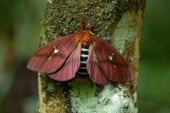 Cerodirphia roseamazonica