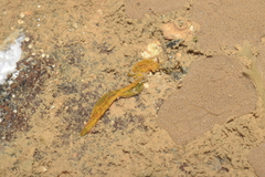 Cirratulidae
