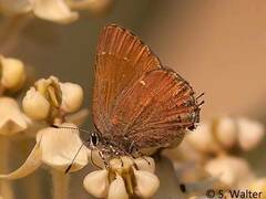 Callophrys gryneus