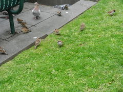 Passer domesticus