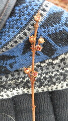 Decodon verticillatus